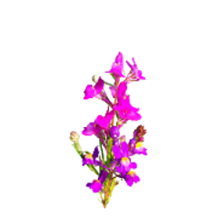 fiordaliso pianta per sito 240x180ns